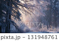 清晨的陽光透過覆蓋著霜凍的冬日森林 131948761