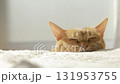 A cat sleeping and relaxing indoors A cat sleeping and relaxing indoors 131953755