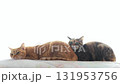 White background, relaxing sister cats White background, relaxing sister cats 131953756