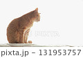 White background, Tabby cat grooming White background, Tabby cat grooming 131953757