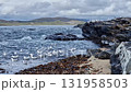 Seagulls feeding at Carrickfad, Portnoo beach in County Donegal, Ireland. 131958503