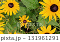 Rudbeckia hirta, commonly called black-eyed Susan and yellow coneflower, is a North American flowering plant in the family Asteraceae. It grows to 1 metre tall with daisy-like yellow flower heads 131961291