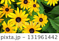 Rudbeckia hirta, commonly called black-eyed Susan and yellow coneflower, is a North American flowering plant in the family Asteraceae. It grows to 1 metre tall with daisy-like yellow flower heads 131961442