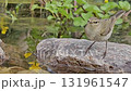 Sadovaya kamyshovka (Latin. Acrocephalus dumetorum is a songbird from the reed warbler family (Acrocephalidae) that drinks water in a natural pond 131961547