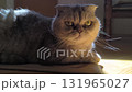 Scottish Fold cat rests in the sun. 131965027