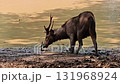 A dark brown deer or sambar hind is captured wading through shallow, murky water in an outdoor enclosure, with a small, black bird perched peacefully on its back.  131968924