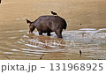 A dark brown deer or sambar hind is captured wading through shallow, murky water in an outdoor enclosure, with a small, black bird perched peacefully on its back.  131968925