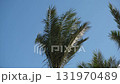 Tall palm trees with vibrant green fronds stand against a bright blue sky, basking in the warm midday sun, creating a tranquil atmosphere. 131970489