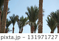 Tall palm trees sway gently in the warm breeze, basking under a bright blue sky with scattered clouds, creating a tranquil atmosphere. 131971727