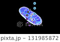 2D and 3D mitochondria animation showing oxygen, ATP and ADP molecules in cellular respiration and energy production 131985872