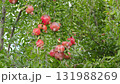 Ripe red pomegranate fruit 131988269