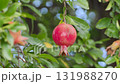 Ripe red pomegranate fruit 131988270