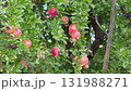 Ripe red pomegranate fruit 131988271