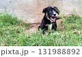 a small puppy walks on the grass of a lawn and sniffs the air 131988892