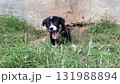 smiling happy puppy, a small puppy walks on the grass of a lawn and sniffs the air 131988894
