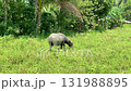 water buffalo in a field. Carabao 131988895