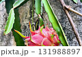 A close-up of a dragonfruit on a branch, a healthy dietary fruit 131988897