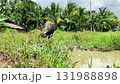water buffalo grazing in the swamp 131988898