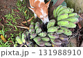 dog chews eats bananas on a banana tree branch 131988910