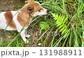 dog bites and chews lemongrass grass, dog cleanses stomach and teeth with grass 131988911
