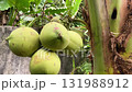 large coconuts on a palm tree close-up 131988912