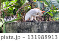 A cat washes itself with its paw and licks its paw against the backdrop of the tropics and banana leaves 131988913