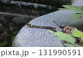Baby Yamakagashi 131990591