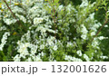 Defocused dense green Spiraea bush covered in small white clustered flowers, captured in natural sunlight with soft background blur. Ideal for nature themes or seasonal content. 132001626