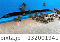Close-up of bees entering and leaving a blue wooden beehive. Active honeybees working at the hive entrance during summer in an outdoor apiary. 132001941