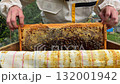 Beekeeper carefully removes a wooden frame full of bees from the hive and inspects the honeycomb during routine beekeeping work in a summer apiary. 132001942