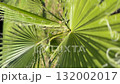 Close-up of green palm leaves with visible texture, sunny day outdoors, ideal for nature background video 132002017