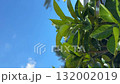 Green leaves of a tree against a bright blue sky background video 132002019