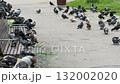 Pigeons gathering on a city sidewalk with benches, creating a lively urban scene background video 132002020