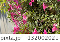 Pink petunias in garden, sunlight, lush green leaves and blooming flowers, vibrant floral background video 132002021