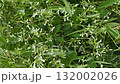 White flowers and green leaves densely covering a garden wall, creating a natural background video 132002026