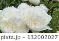 White peonies blooming in garden with lush green leaves, suitable for nature background video 132002027