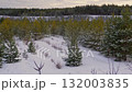 Snowcovered evergreen forest transitioning from autumn to winter 132003835