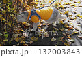 Adorable cat in orange sweater strolling through autumn leaves on leash 132003843