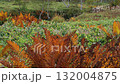 紅葉とススキ 132004875