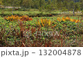 高原の草紅葉 132004878