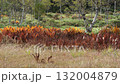 草紅葉と白樺林 132004879