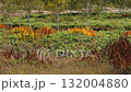 白樺林の紅葉 132004880
