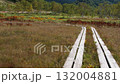 木道と白樺 132004881