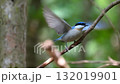 blue bird	 132019901