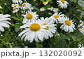 White daisies on a sunny day. Slowmotion 132020092