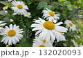 White daisies on a sunny day. Slowmotion 132020093