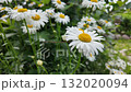 White daisies on a sunny day. Slowmotion 132020094