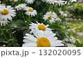 White daisies on a sunny day. Slowmotion 132020095