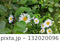 White daisies on a sunny day. Slowmotion 132020096