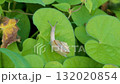 A snail crawling on a leaf in the field 132020854